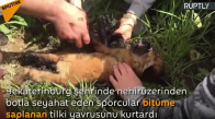 Rusya’da Bitüme Saplanan Tilki Yavrusu Kurtarıldı