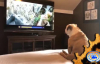 Televizyon İzleyen Köpeğin Sinirlenmesi