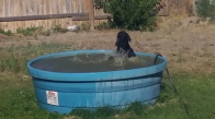 Havuzdan Çıkmayan Sevimli Köpek