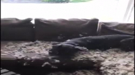 Evde Köpek Tek Başına