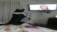 9 Aydır Göremediği Sahibini Televizyonda Görünce Sevinçten Ne Yapacağını Şaşıran Köpek