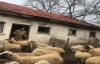 Koyunlara Pandemi Kurallarını Anlatan Adam ve Sonuç 