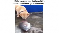 Yere Düşen Balığı Sulayan Köpek