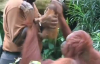 Yavrusunu Sevmesi İçin Adama Uzatan Anne Orangutan 