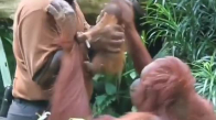 Yavrusunu Sevmesi İçin Adama Uzatan Anne Orangutan 