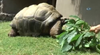 97 Yaşındaki Kaplumbağadan Derbi Tahmini