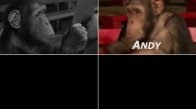 Şempanzeler ve Sihirbaz