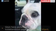 Köpekten Muhteşem Uzun Hava Performansı