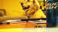 Gitar Çalınca Keyfi Yerine Gelen Köpek