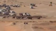 Yarışan Atlar İle Çarpışan Polis Arabası  Cezayir