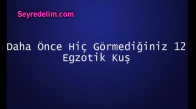 Daha Önce Hiç Görmediğiniz 12 Egzotik Kuş