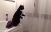 Görünmemiş Kedi Videoları