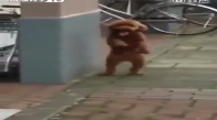 Horon Tutan Köpek