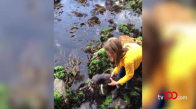 11 yaşındaki çocuk, yavru köpek balığını sıkıştığı kayalıktan kurtardı 