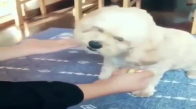 Yaptığı Seçimde Gururlanırken Tufaya Düşen Köpek