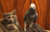 Kedinin Sabrını Zorlamak İçin Elinden Geleni Yapan Papağan