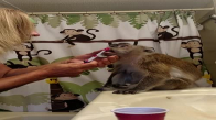 Yatmadan Önce Dişlerini Fırçalatan Bakımlı Maymun
