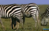 Çita Yavrularına Saldıran Zebra