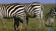 Çita Yavrularına Saldıran Zebra
