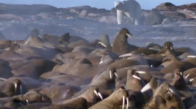 Kutup Ayısının Deniz Aslanlarına Saldırması