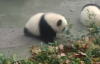 Yapraktan Korkan Sevimli Yavru Panda