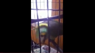 Bebek Gibi Aglayan Papagan