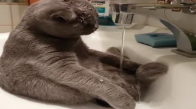 Banyocu Kedi
