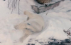 Kara Sürtünen Kutup Ayıları