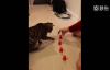 Bardak Oyununda İyi Olan Kedi