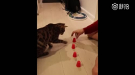 Bardak Oyununda İyi Olan Kedi