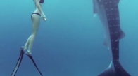 Balina Köpek Balığıyla Cesurca Vakit Geçiren Kadın