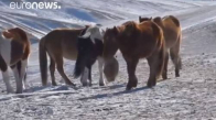 Soyu Tükendi Sanılan Atların Moğolistan'da Tekrar Görülmsi