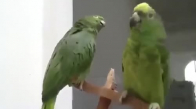 Sohbet Eden Papağanlar 