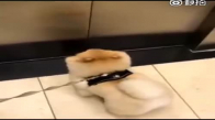 Sabırsız Sevimli Köpek