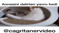 Annesini Delirten Yavru Kedi