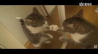 Kedilerin Ayna Karşısındaki Komik Halleri