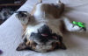 Uyku Modundaki Köpeğin Stres Çarkı Döndürmesi