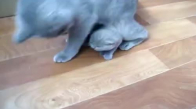 Kedi Yavrusu İle Oynuyor