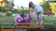 Rusya’da Ormanda Bulunan Pembeye Boyanmış Köpekler