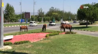 Yılkı atları şehre indi, sürücüler şaşkına döndü 