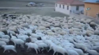 Kuzuların Koyunlara Kavuşma Anı