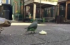 Kaplumbağadan Yemeğini Sakınan Zalim Kuş