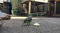 Kaplumbağadan Yemeğini Sakınan Zalim Kuş