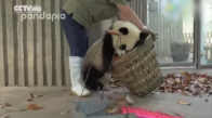 Temizlik Yapan Kadının Pandalardan Çektikleri