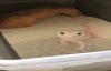Uzaylıya Benzeyen Leopar Gecko