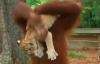 Bebek Kaplanlara Evladı Gibi Bakan Orangutan