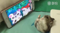 Hamster Çizgi Filmini İzleyen Hamster