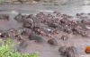 Onlarca Hipopotamın Saldırısından Kurtulan Timsah
