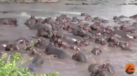 Onlarca Hipopotamın Saldırısından Kurtulan Timsah