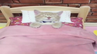 Bebekler Gibi Yatağı Olan Şirin Kedi